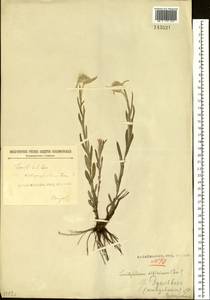 Leontopodium leontopodioides (Willd.) Beauverd, Siberia, Baikal & Transbaikal region (S4) (Russia)