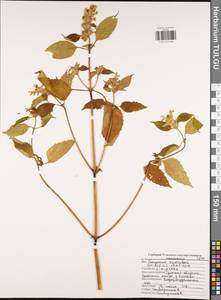 Galeopsis speciosa Mill., Eastern Europe, Central region (E4) (Russia)