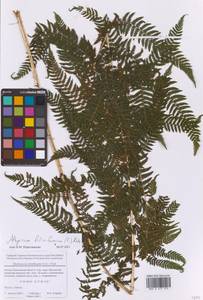 Athyrium filix-femina (L.) Roth, Eastern Europe, Moscow region (E4a) (Russia)