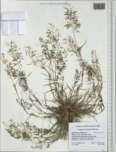 Eragrostis barrelieri Daveau, Western Europe (EUR) (Italy)