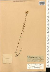 Hypericum elegans Steph. ex Willd., Caucasus, Dagestan (K2) (Russia)