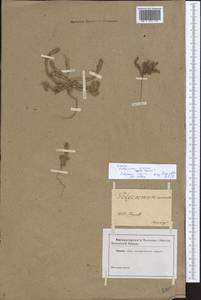 Polycnemum majus A. Braun, Eastern Europe, Central forest-and-steppe region (E6) (Russia)