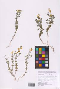 Linaria cretacea Fisch. ex Spreng., Eastern Europe, Lower Volga region (E9) (Russia)