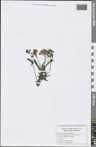 Senecio vernalis Waldst. & Kit., Eastern Europe, Middle Volga region (E8) (Russia)