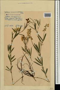 Lathyrus pannonicus (Jacq.)Garcke, Crimea (KRYM) (Russia)
