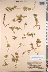 Diphasiastrum complanatum subsp. montellii (Kukkonen) Kukkonen, Siberia, Yakutia (S5) (Russia)