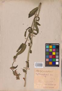 MHA 0 154 879, Stachys palustris L., Eastern Europe, Middle Volga region (E8) (Russia)