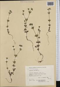 Asperula arvensis L., Western Europe (EUR) (North Macedonia)