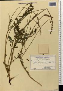 Onobrychis iberica Grossh., Caucasus, Georgia (K4) (Georgia)