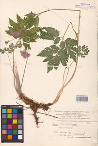 Chaerophyllum hirsutum L., Eastern Europe, West Ukrainian region (E13) (Ukraine)