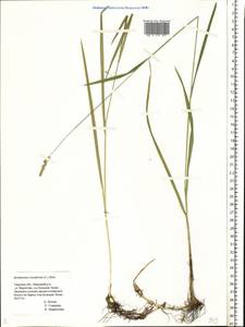 Beckmannia eruciformis (L.) Host, Eastern Europe, North-Western region (E2) (Russia)