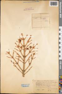 Picea abies (L.) H. Karst., Eastern Europe, Northern region (E1) (Russia)