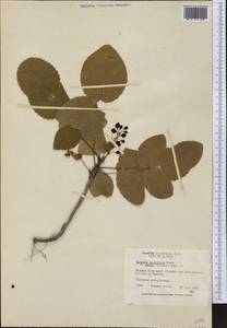 Mahonia aquifolium (Pursh) Nutt., America (AMER) (United States)