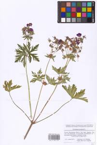 Geranium pratense L., Eastern Europe, Moscow region (E4a) (Russia)