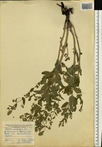 Nepeta ucranica subsp. parviflora (M.Bieb.) M.Masclans de Bolos, Eastern Europe, Central forest-and-steppe region (E6) (Russia)