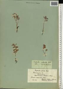 Euphorbia undulata M.Bieb., Eastern Europe, Lower Volga region (E9) (Russia)