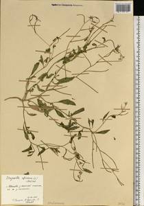Strigosella africana (L.) Botsch., Eastern Europe, Central forest region (E5) (Russia)