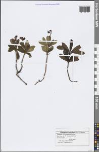 Chimaphila umbellata (L.) W. P. C. Barton, Eastern Europe, Middle Volga region (E8) (Russia)