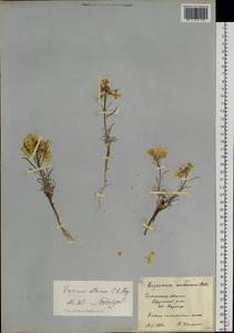 Erysimum flavum subsp. altaicum (C.A. Mey.) Polozhij, Siberia, Baikal & Transbaikal region (S4) (Russia)