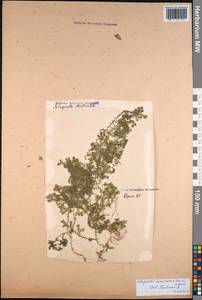 Selaginella kraussiana (G. Kunze) A. Br., Botanic gardens and arboreta (GARD) (Russia)