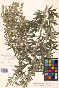 Artemisia argyi H. Lév. & Vaniot, Eastern Europe, Moscow region (E4a) (Russia)