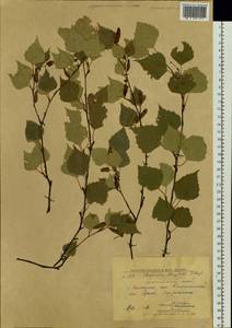 Betula pubescens var. pubescens, Siberia, Altai & Sayany Mountains (S2) (Russia)