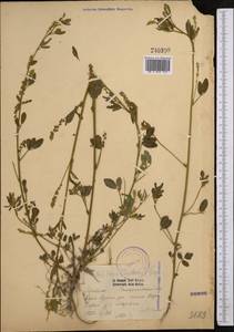 Melilotus dentatus (Waldst. & Kit.)Pers., Middle Asia, Pamir & Pamiro-Alai (M2) (Uzbekistan)