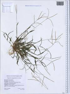 Digitaria sanguinalis (L.) Scop., Western Europe (EUR) (Germany)