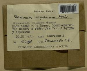 Dicranum scoparium Hedw., Bryophytes, Bryophytes - Permsky Krai, Udmurt Republic, Sverdlovsk & Kirov Oblasts (B8) (Russia)