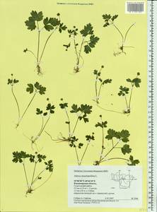 Adoxa moschatellina L., Eastern Europe, Central region (E4) (Russia)