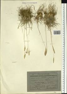 Koeleria pyramidata (Lam.) P.Beauv., Siberia, Yakutia (S5) (Russia)