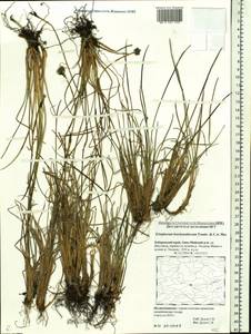 Eriophorum brachyantherum Trautv. & C.A.Mey., Siberia, Russian Far East (S6) (Russia)