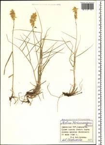 Melica persica Kunth, Caucasus, Armenia (K5) (Armenia)