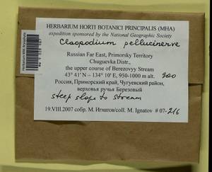Claopodium pellucinerve (Mitt.) Best, Bryophytes, Bryophytes - Russian Far East (excl. Chukotka & Kamchatka) (B20) (Russia)