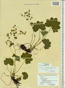 Alchemilla schistophylla Juz., Eastern Europe, Volga-Kama region (E7) (Russia)