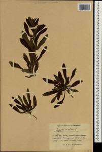 Lycopsis arvensis subsp. orientalis (L.) Kuzn., South Asia, South Asia (Asia outside ex-Soviet states and Mongolia) (ASIA) (China)