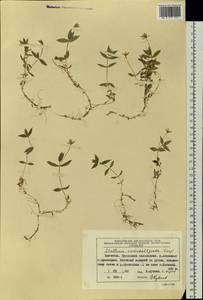 Stellaria eschscholtziana Fenzl, Siberia, Chukotka & Kamchatka (S7) (Russia)
