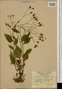 Lapsana communis subsp. grandiflora (M. Bieb.) P. D. Sell, Caucasus, South Ossetia (K4b) (South Ossetia)