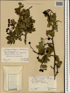 Crataegus pentagyna Waldst. & Kit. ex Willd., Crimea (KRYM) (Russia)