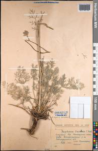 Kitagawia baicalensis (Redowsky ex Willd.) Pimenov, Middle Asia, Northern & Central Kazakhstan (M10) (Kazakhstan)