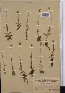 Saxifraga hirculus L., Middle Asia, Pamir & Pamiro-Alai (M2) (Uzbekistan)