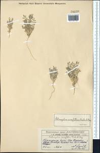 Astragalus ankylotus Fisch. & Mey., Middle Asia, Western Tian Shan & Karatau (M3) (Kazakhstan)