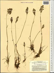 Poa badensis Haenke ex Willd., Caucasus, Krasnodar Krai & Adygea (K1a) (Russia)