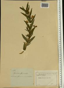 Gratiola officinalis L., Eastern Europe, Moscow region (E4a) (Russia)
