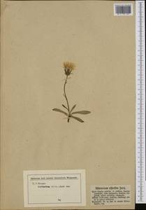 Crepis alpestris (Jacq.) Tausch, Western Europe (EUR) (Germany)