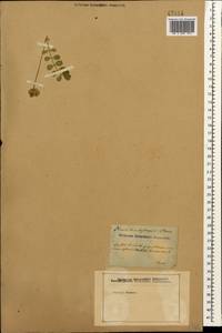 Astragalus brachytropis (Stev.) C. A. Mey., Caucasus (no precise locality) (K0)