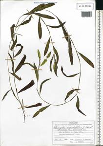Potamogeton × angustifolius J.Presl, Eastern Europe, Central forest region (E5) (Russia)