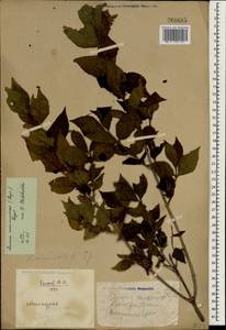 Lonicera maximowiczii, South Asia, South Asia (Asia outside ex-Soviet states and Mongolia) (ASIA) (China)