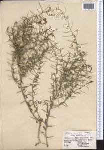 Alhagi canescens (Regel)B.Keller & Shap., Middle Asia, Syr-Darian deserts & Kyzylkum (M7) (Uzbekistan)