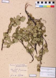 Betula fruticosa Pall., Siberia, Altai & Sayany Mountains (S2) (Russia)